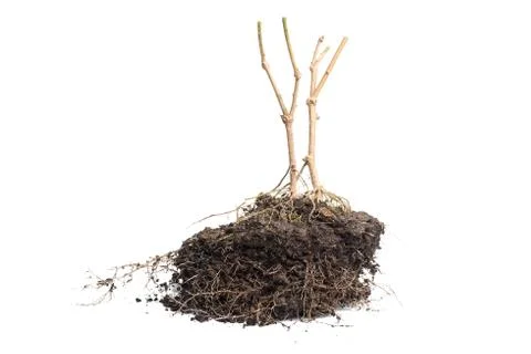 Root Plant with soil Stock Photos