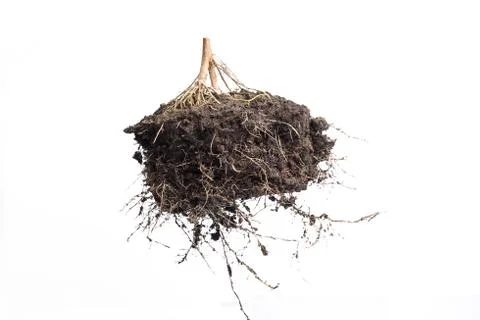 Root Plant with soil Stock Photos