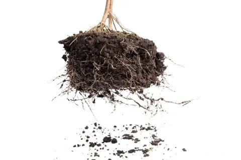 Root Plant with soil Stock Photos