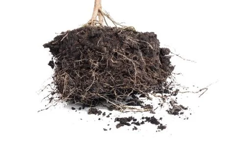 Root Plant with soil Stock Photos