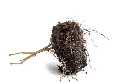 Root Plant with soil Stock Photos