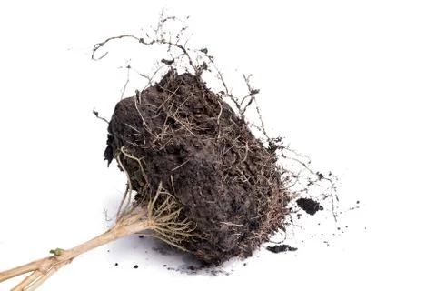 Root Plant with soil Stock Photos