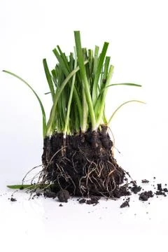 Root Plant with soil Stock Photos
