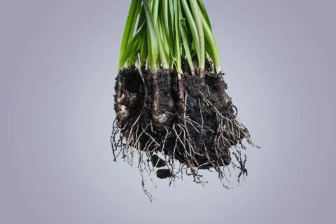 Root Plant with soil Stock Photos