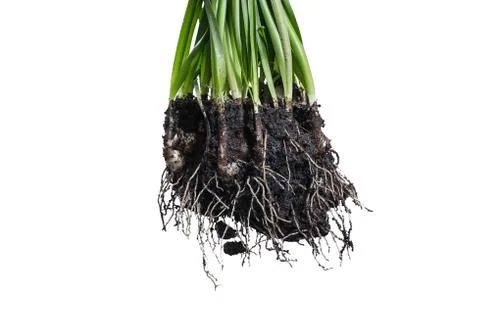 Root Plant with soil Stock Photos