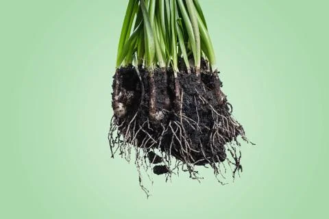 Root Plant with soil Stock Photos