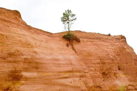 Root power Stock Photos