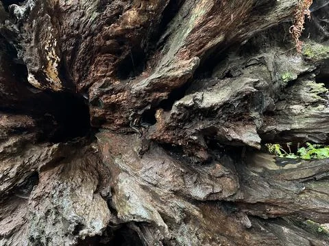 Root of a Redwood tree Foto stock
