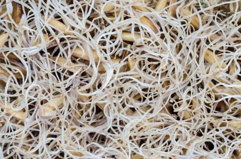 Root of rice sprouts . Fotos Stock