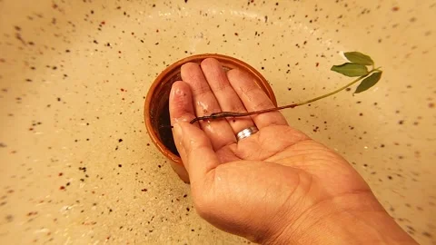 Root Rot in Mango Seedling Showing Wilted Leaves and Overwatering Damage Видео 330734071