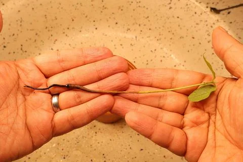 Root Rot in Mango Seedling Showing Wilted Leaves and Overwatering Damage Stock Photos