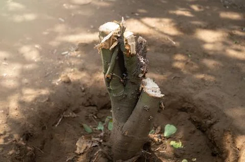 Root of small tree in ground Stock Photos