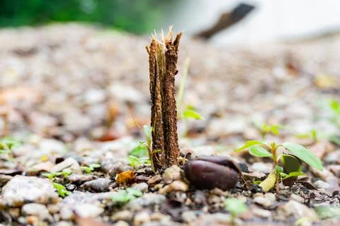 Root of a small tree Stock Photos