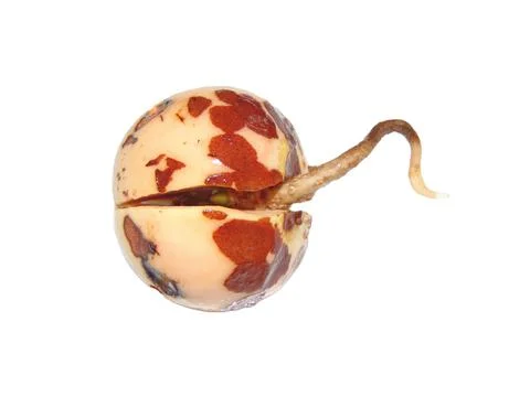 The root sprouting from an avocado seed Stock Photos