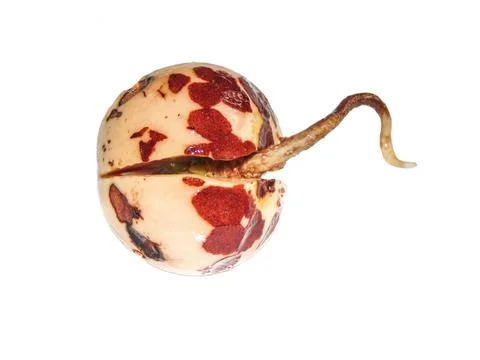 The root sprouting from an avocado seed Fotos de archivo