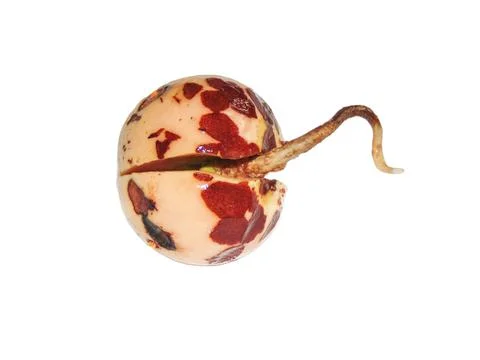 The root sprouting from an avocado seed Photos
