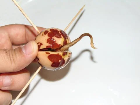 The root sprouting from an avocado seed Фото