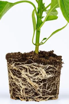 Root stem of pepper seedlings. Bell pepper seedling with a well-developed roo Stock Photos
