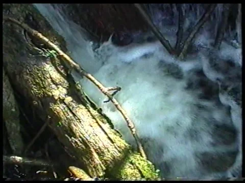 Root Stream Stock Footage 344380856
