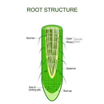 Root structure. Plant anatomy. Stock Illustration
