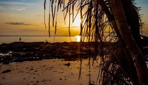 Root Sunrise 写真素材