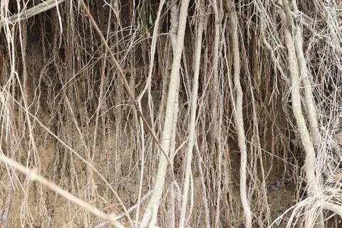 Root System Abstract Featuring Intricate and Beautiful Natural Patterns and Stock Photos