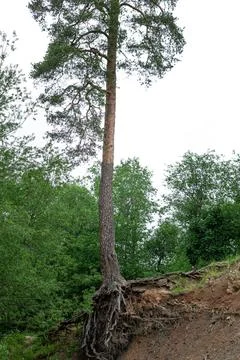 Root system and trunk of an old tall pine growing on the edge. Stock Photos