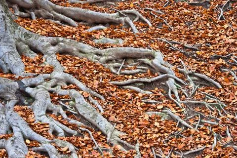 The root system of beech Photos