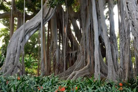Root system of a big Ficus macrophylla Stock Photos
