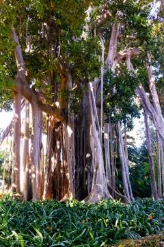 Root system of a big Ficus Foto stock