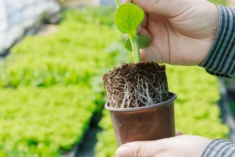 Root system of cucumber seedlings plays a crucial role in nutrient absorption Stock Photos