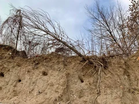 The root system of the excavated tree. The roots of a plant on a sandy wall.  Foto stock