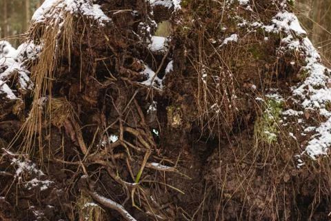Root system of the fallen tree ripped out of the snow forest Stock Photos