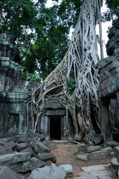 Root system of a fig tree on the ruins of the ta prohm temple, siem reap, cam Stock Photos