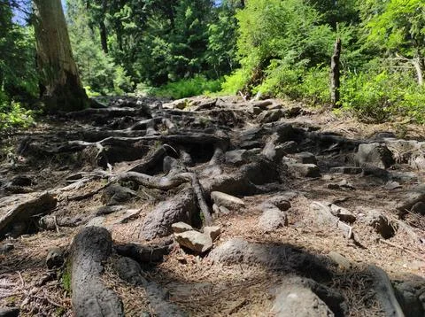 Root system in the forest. Root system in the mountains. Alpine grows green.. Stock Photos