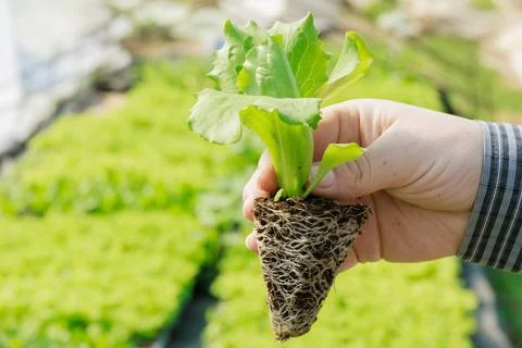 Root system of iceberg lettuce is shallow, making it suitable for greenhouse Stock Photos