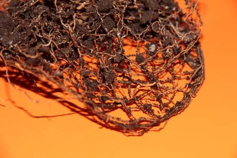 The root system of the lemon tree. Roots on a bright orange background. Stock Photos