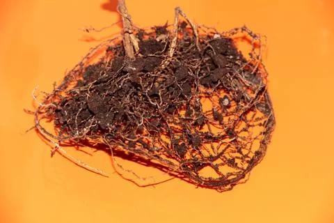 The root system of the lemon tree. Roots on a bright orange background. Stock Photos
