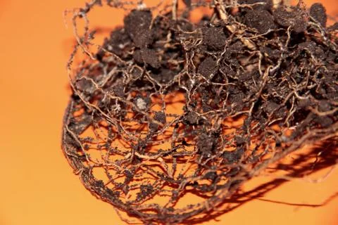 The root system of the lemon tree. Roots on a bright orange background. Stock Photos
