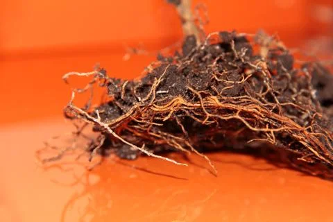The root system of the lemon tree. Roots on a bright orange background. Stock Photos