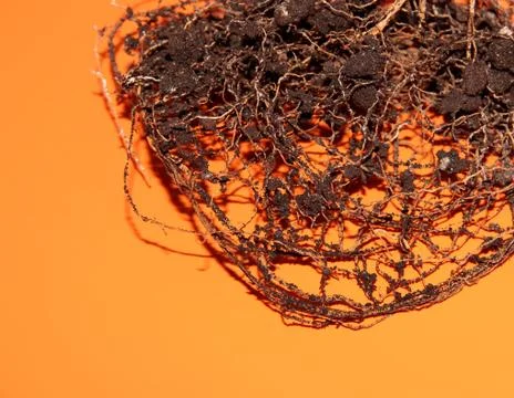 The root system of the lemon tree. Roots on a bright orange background. Stock Photos