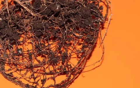 The root system of the lemon tree. Roots on a bright orange background. Stock Photos