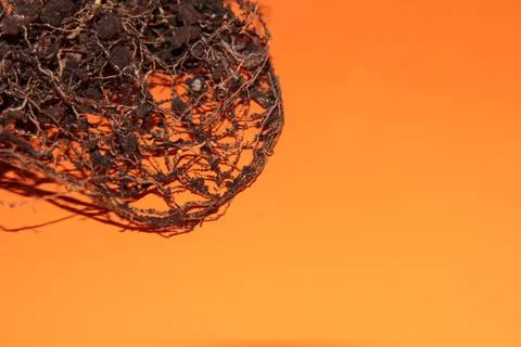 The root system of the lemon tree. Roots on a bright orange background. Stock Photos