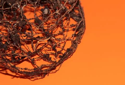 The root system of the lemon tree. Roots on a bright orange background. Stock Photos