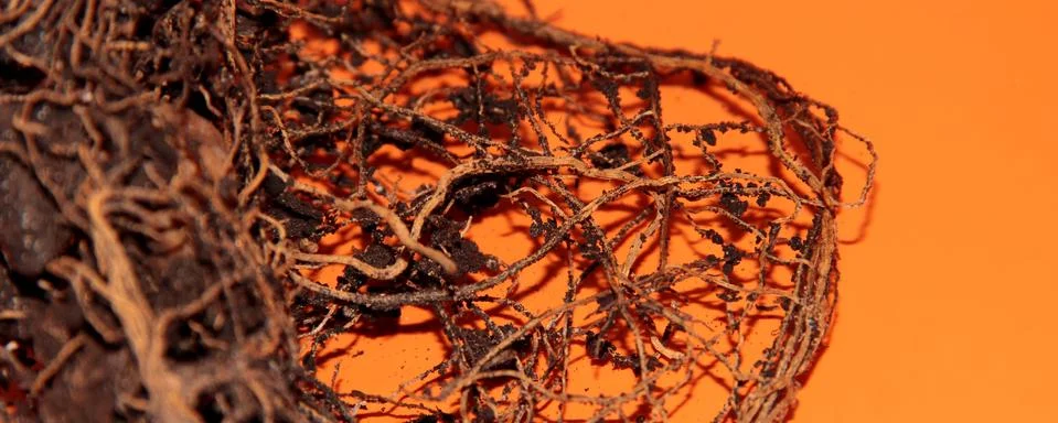 The root system of the lemon tree. Roots on a bright orange background. Stock Photos