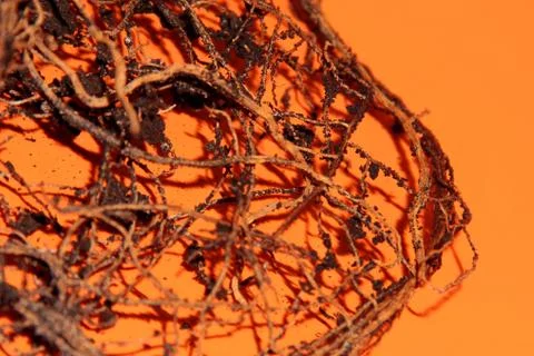 The root system of the lemon tree. Roots on a bright orange background. Stock Photos
