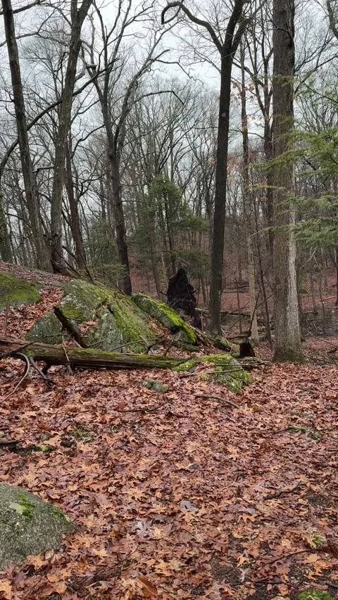 Root System Looks Like Bigfoot, Peekskill, New York, USA - 28 Jan 2024 Vídeo Stock 263586960