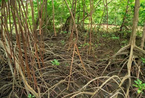 Root system of mangrove trees in coastal wetland forest. Natural carbon sin.. 库存照片