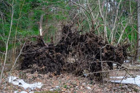 Root system of massive fallen tree Stock Photos