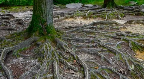 Root system of a mature tree, with extensive surface roots covered by moss .. Foto stock